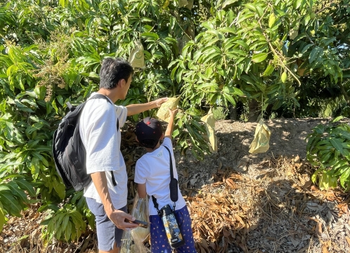 マンゴー狩り体験